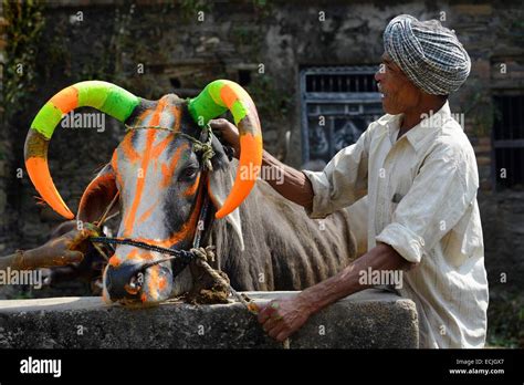 India Rajasthan Udaipur Region Diwali Festival Farmers Painting The