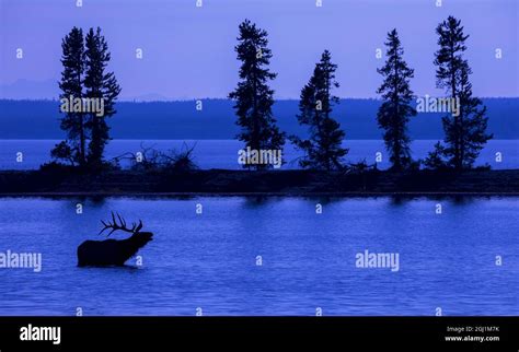 Bull elk bugling Stock Photo - Alamy