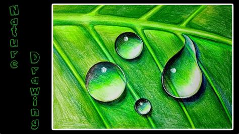 Draw Water Drops On Green Leaf Dew Drops Step By Step Drawing D