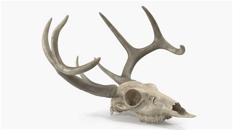 Deer Skull With Antlers