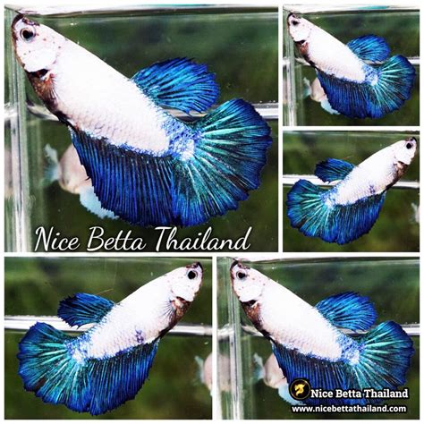 female betta fish blue rim hm nicebettathailandcom