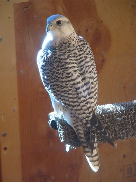 Project Gallery Page Gyrfalcon Ranch LLCWhite Silver And Grey