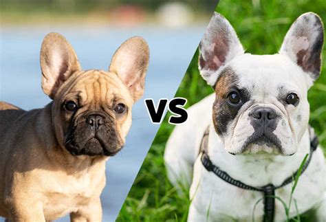 Mini Frenchie Vs Frenchie