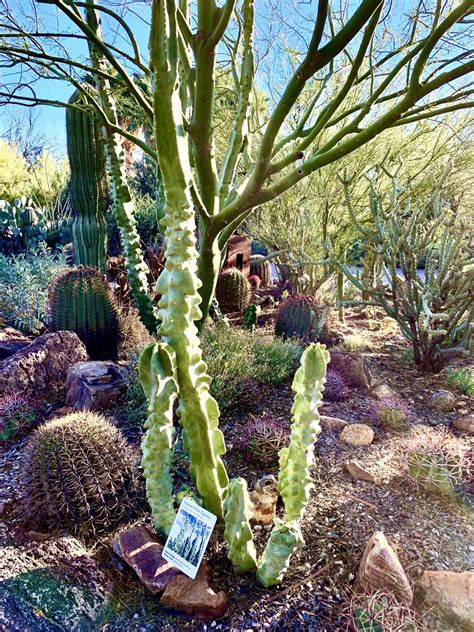 arizona saguaro     creation