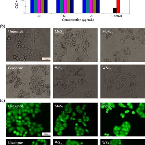 A Cell Viability Of Hela Cells As Measured With Cck 8 Assay