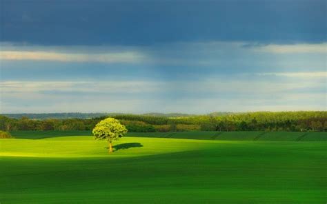 Beautiful Green Trees Grass Field Under White Clouds Blue Sky Hd Nature