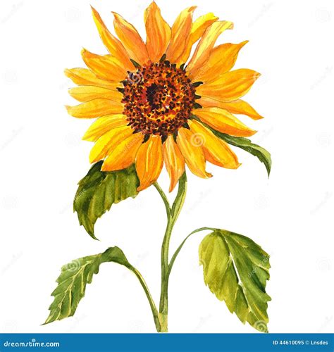 Sunflower Isolated On White Background Stock Illustration Image 44610095