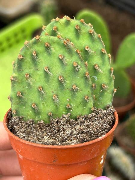 Opuntia Streptacantha Kaktusy Opuntia Kaktusy Sukulenty I Inne