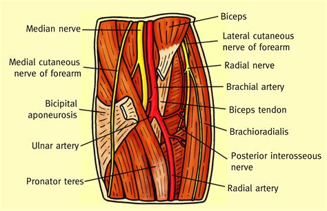 Anatomy Of The Antecubital Fossa Anaesthesia And Intensive Care Medicine