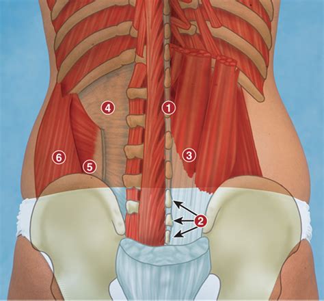 Structures Of Lumbar Spine Diagram Quizlet