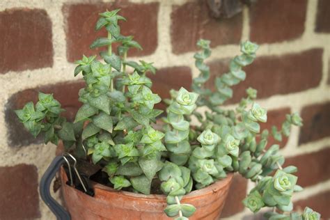 Crassula Perforata Vetplant Verzorgen Hoe Doe Je Dat Second Green