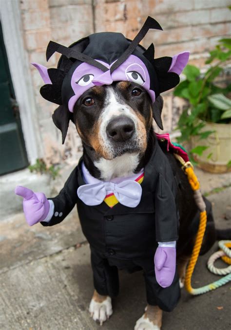 count dracula sesame street costume 2