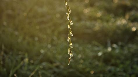 Grass Twig Magic - Free photo on Pixabay