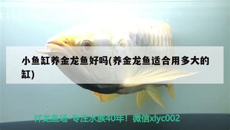 小鱼缸养金龙鱼好吗养金龙鱼适合用多大的缸 除藻剂 龙鱼批发祥龙鱼场广州观赏鱼批发市场