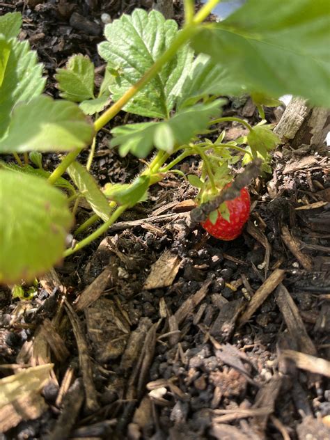 I have a tiny strawberry! : r/gardening