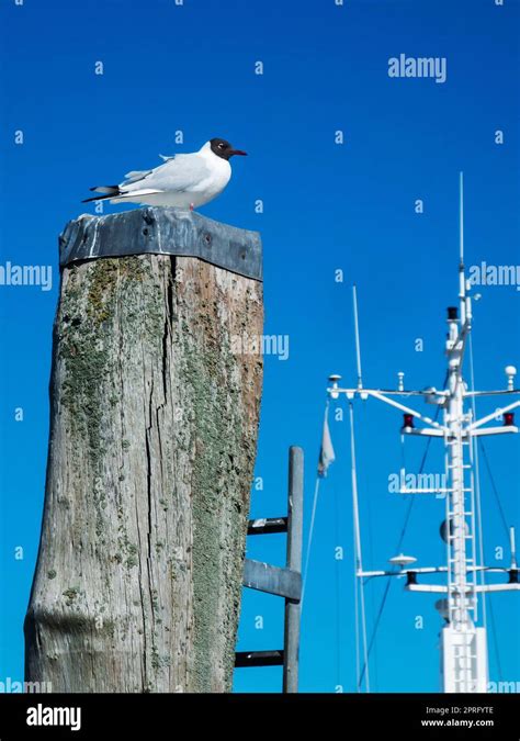 Gull On Mast Hi Res Stock Photography And Images Alamy