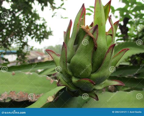 Dragon Fruit Plants that are Still Young and Still Small Stock Image
