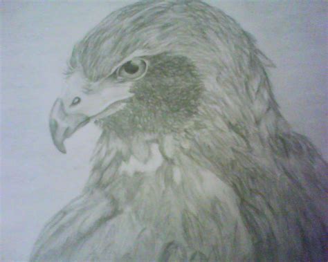 Orzel By Marion7 On Deviantart