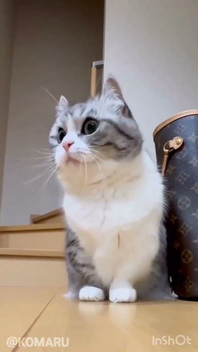 #комару #кот #комуги #кокоа - YouTube