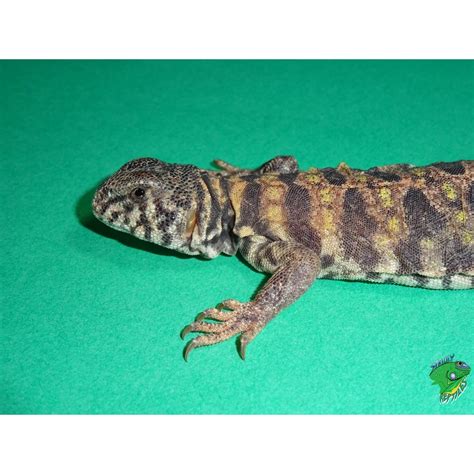 Ornate Uromastyx Baby Strictly Reptiles Inc