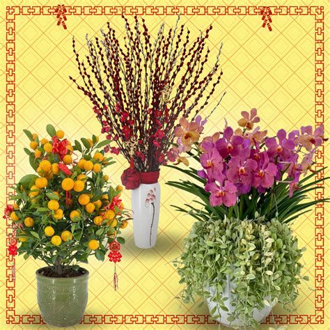 Fu Lu Shou Blessings Bundle Toh Garden Singapore Orchid Plant