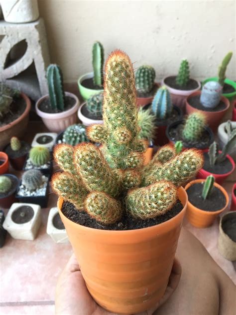 cactus plantas suculentas cactus  suculentas plantas