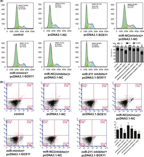 Overexpression Mir‐211‐5p Hinders The Proliferation Migration And Invasion Of Thyroid Tumor