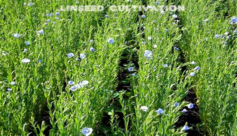 linseed – AICRP-linseed