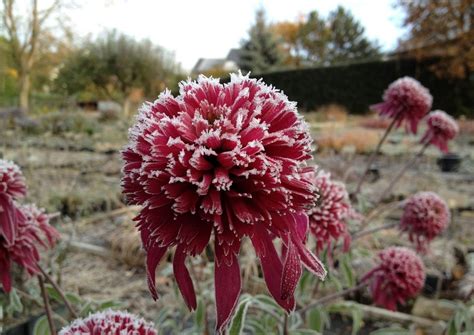 Эхинацеи: Echinacea Southern Belle -Эхинацея Southern Belle