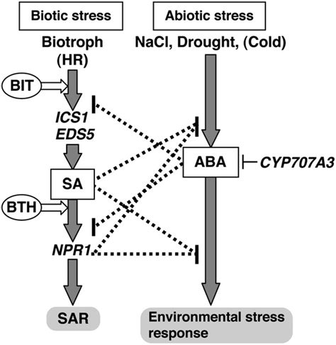 Proposed Model For The Crosstalk Between Biotic And Abiotic Stress