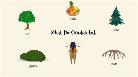 What Do Cicadas Eat?