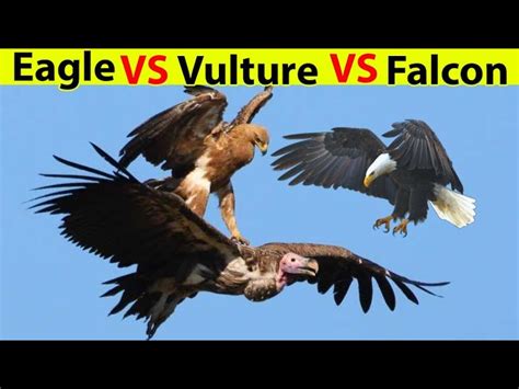 Hawk Vs Eagle Size