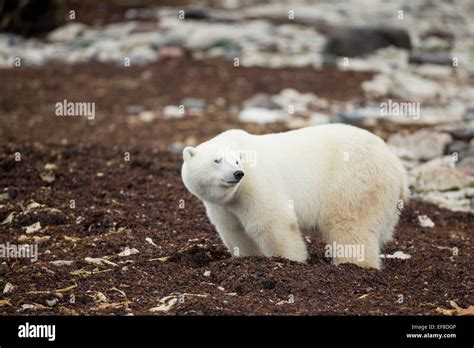 Canada Manitoba Churchill Polar Bear Ursus Maritimus Standing In