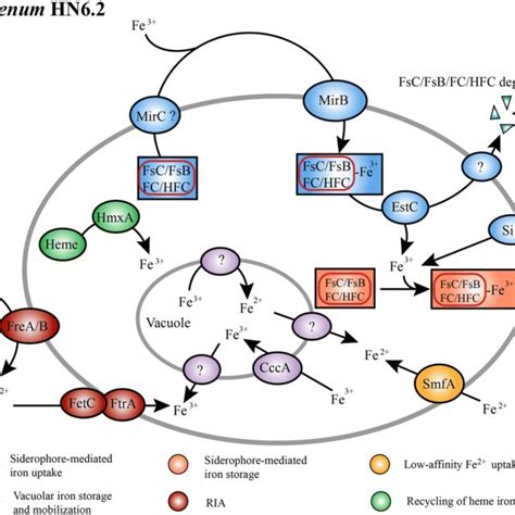 Mechanisms Involved In The Iron Uptake And Storage In A Melanogenum