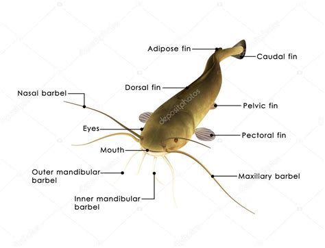 Catfish Anatomy Diagram