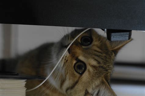 Призрачный летающий медведь. Изделие №5.