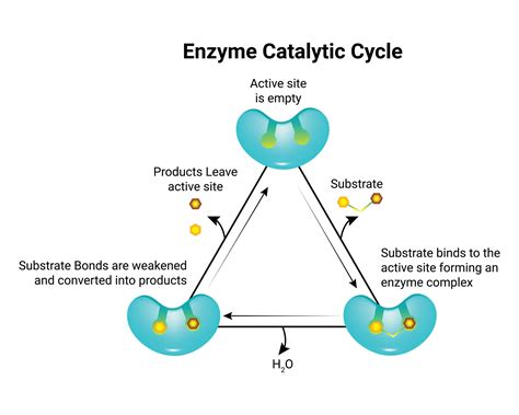 Catalytic Enzyme Cycle at James Daulton blog