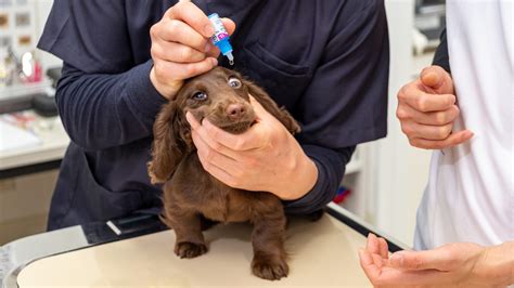 Neonatal Ophthalmia And Other Eye Infections In Puppies And Kittens