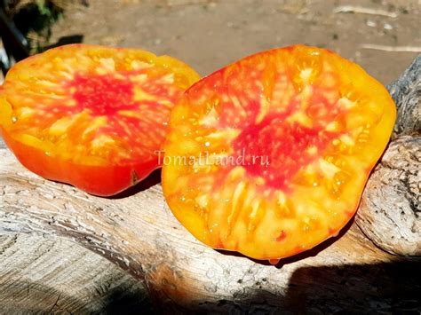 Томат Закат Аллегени: отзывы, фото, урожайность | tomatland.ru