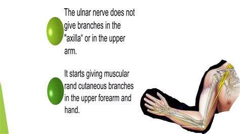 Ulnar Nerve Ppt