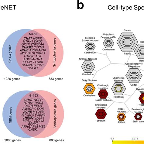Image Preprocessing Of Cortical Subcortical And Basal Forebrain