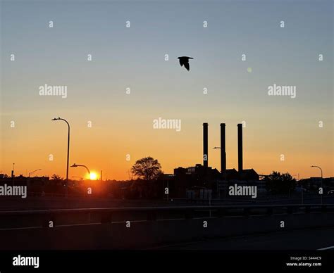 Bird over Providence Skyline at Sunrise Stock Photo - Alamy