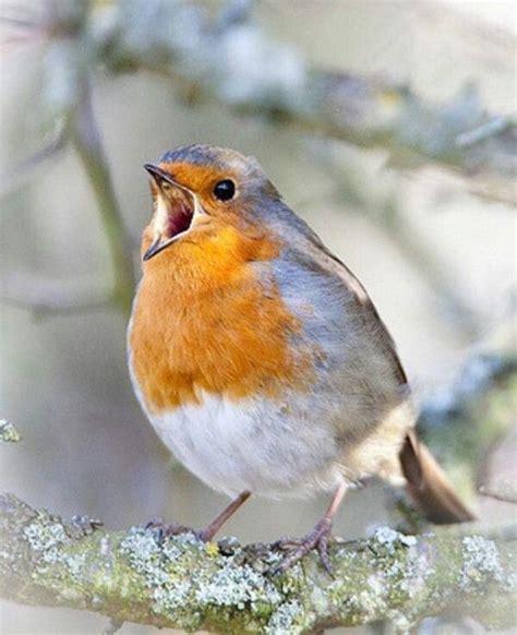 Robin singing | Pet birds, Cute cats and dogs, Beautiful birds