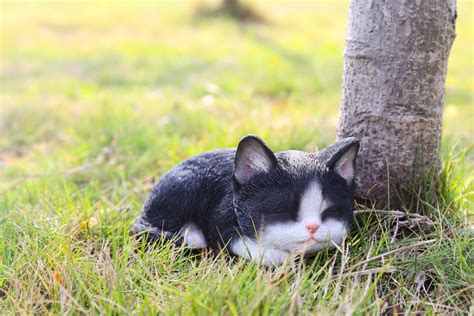 BLACK & WHITE KITTEN SLEEPING - Walmart.com