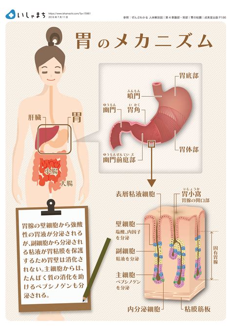 価格 つかの間 サーフィン 椅子 に 座る と 胃 が 痛い 伝染病 子孫 解釈する