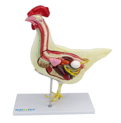 Pulmão De Galinha - Anatomia da Galinha em 6 Partes - Planistal