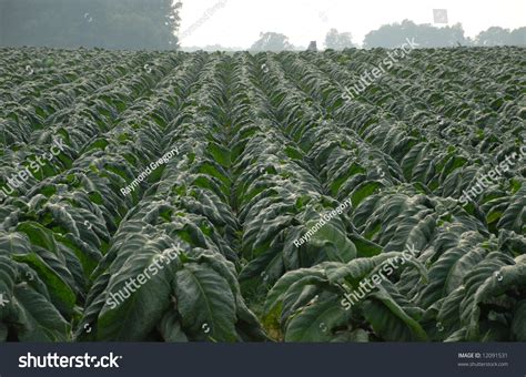 Tobacco Crop In The Southern United States Stock Photo 12091531