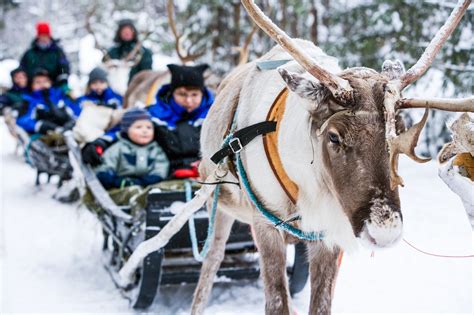 Reindeer Sleigh Ride Rovaniemi 9 Lapland Welcome Laponia