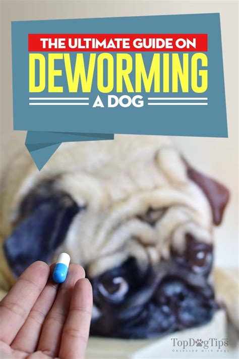 deworm  dog  pictures natural  veterinary treatments