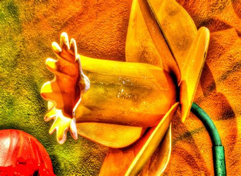 Yellow Daffodil Free Stock Photo Public Domain Pictures